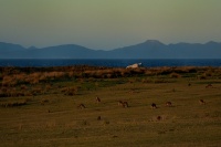 Klokan obrovsky - Macropus giganteus - Eastern Grey Kangaroo 5310